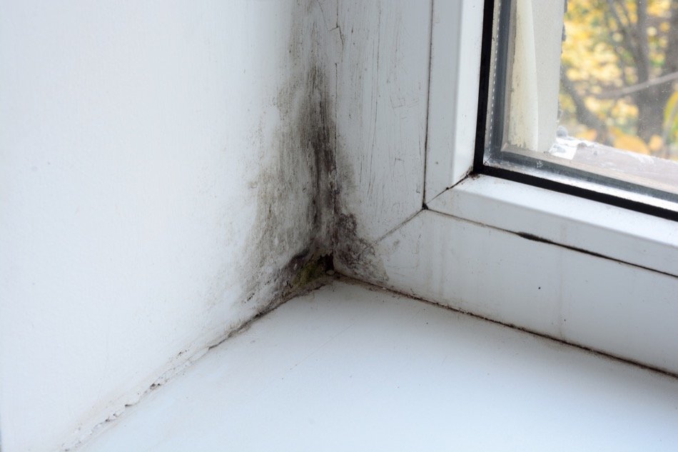 Mold is Natural in Damp Areas but a Home Is Not a Desirable Habitat